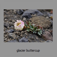 glacier buttercup